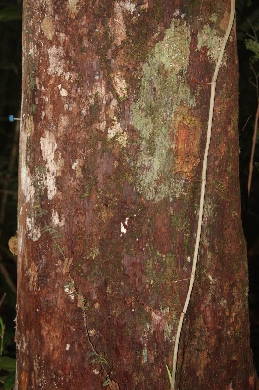 Pouteria platyphylla — houseplant care guide