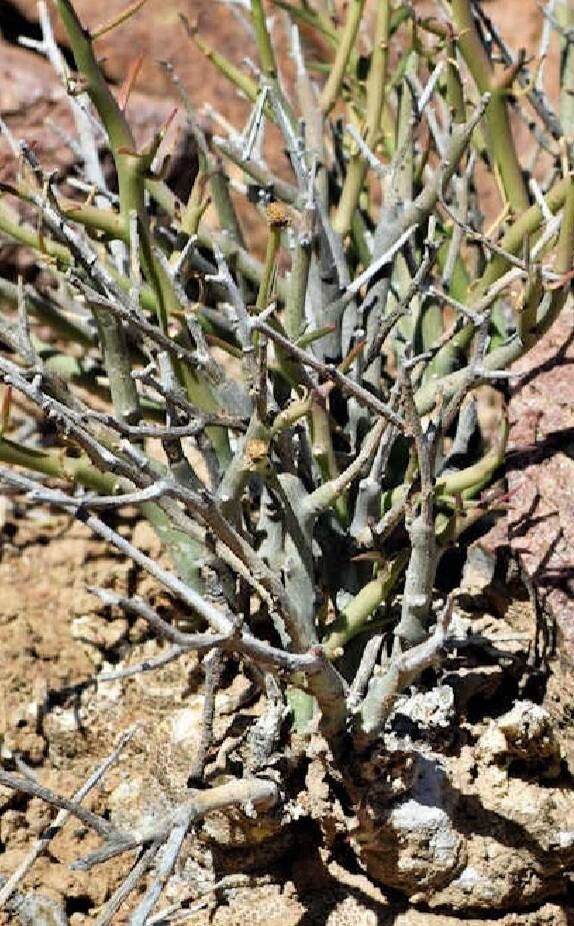 Euphorbia rhombifolia — houseplant care guide