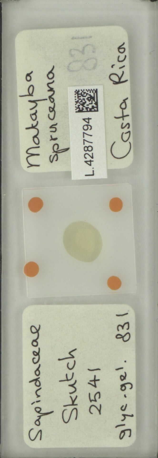 Matayba spruceana fruit