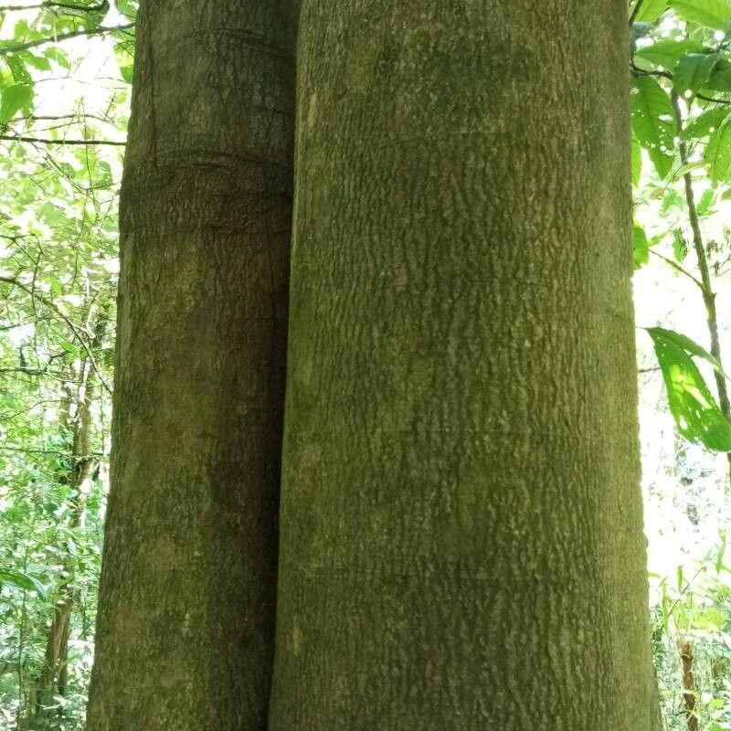 Croton megistocarpus bark