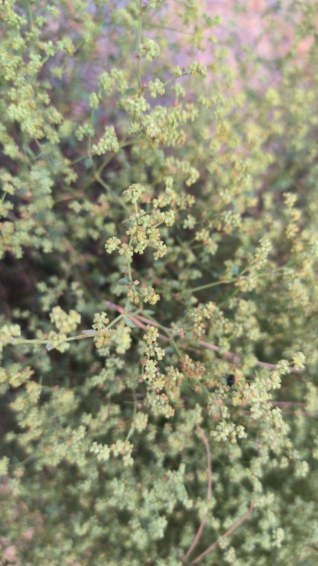 Paronychia suffruticosa flower