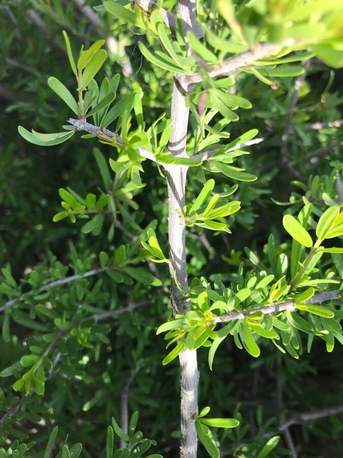 Forestiera angustifolia bark