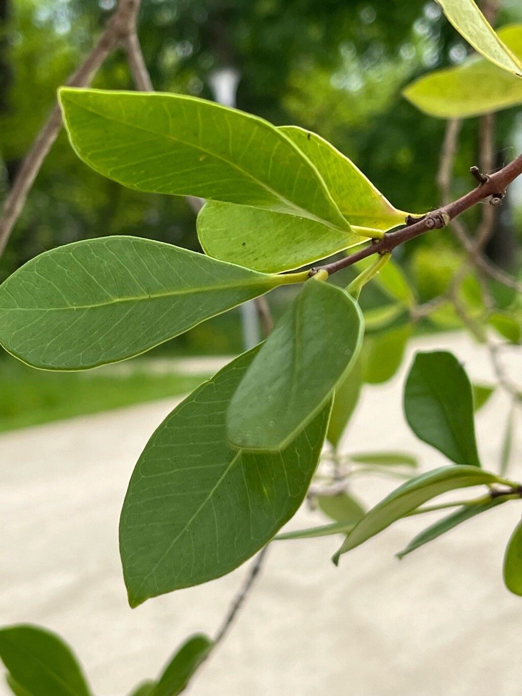 Psidium densicomum — search result for 'Psidium'