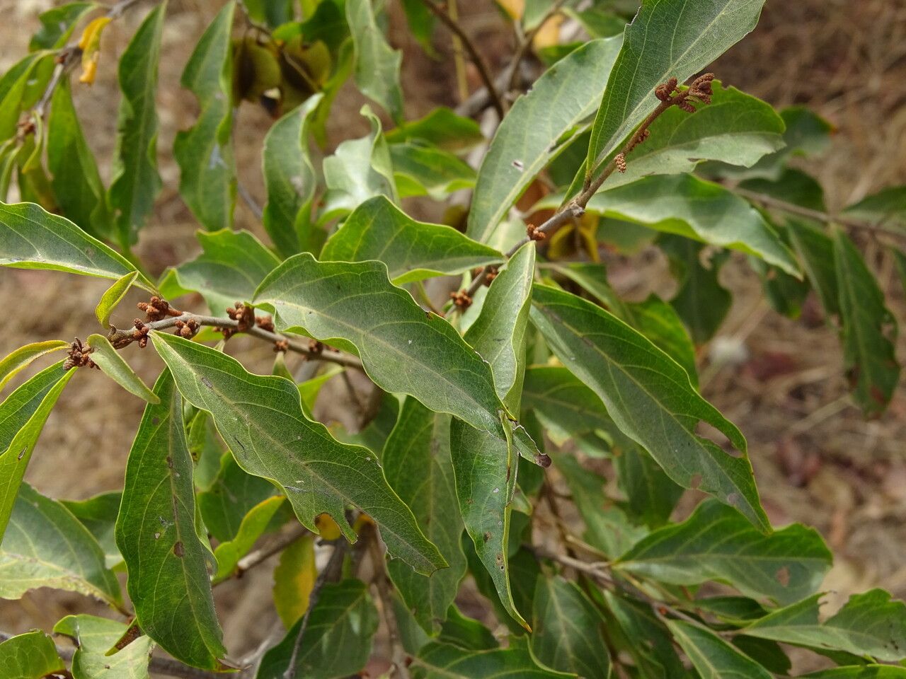 Combretum micranthum — search result for 'Mali'