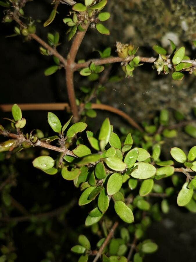 Coprosma propinqua — houseplant care guide