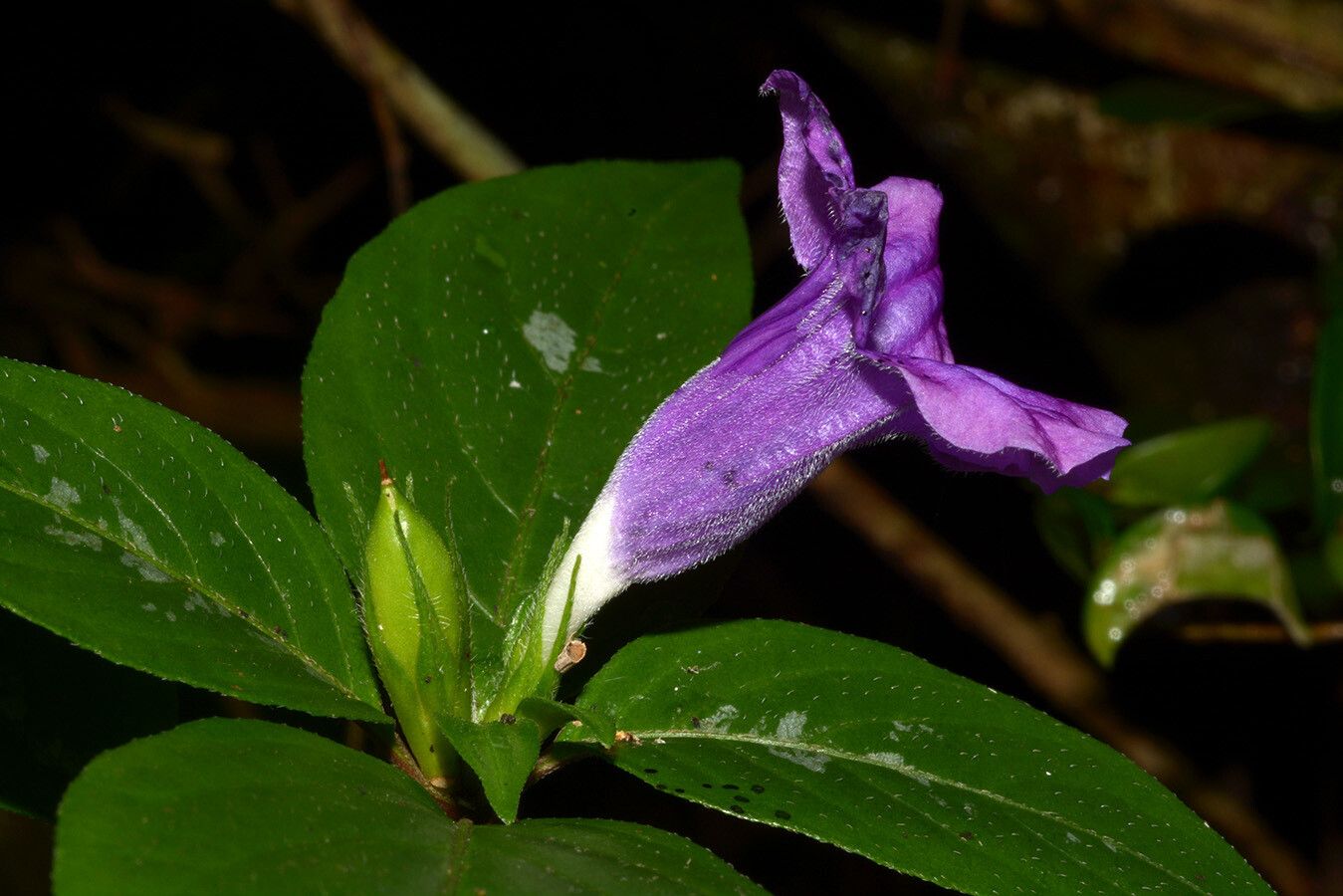 Ruellia cyanea — search result for 'Ruellia'