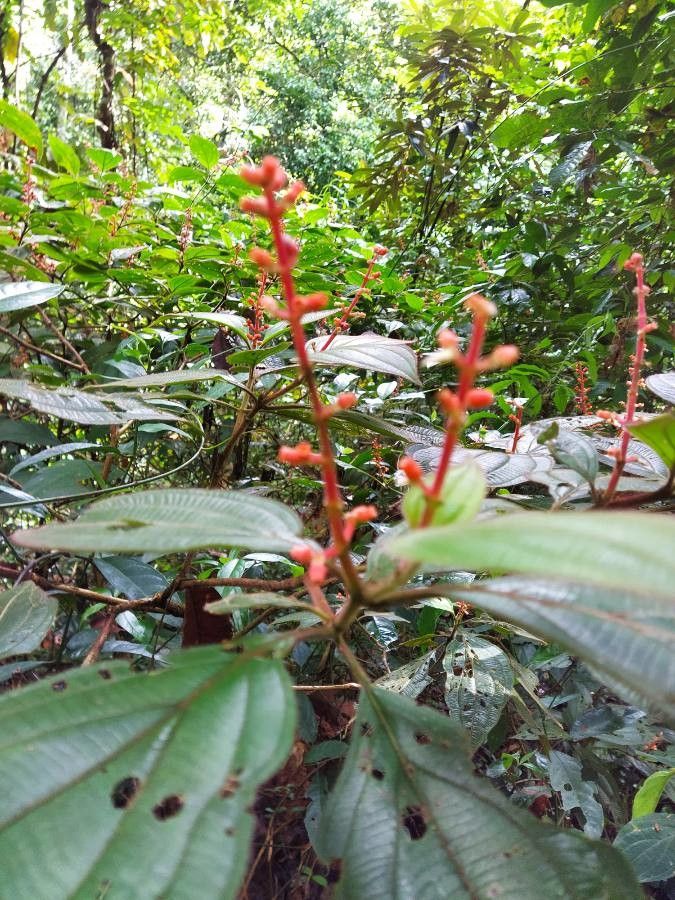 Leandra grandifolia flower