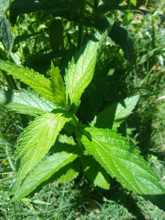 Verbena brasiliensis — search result for 'Verbenaceae'