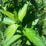 Verbena brasiliensis