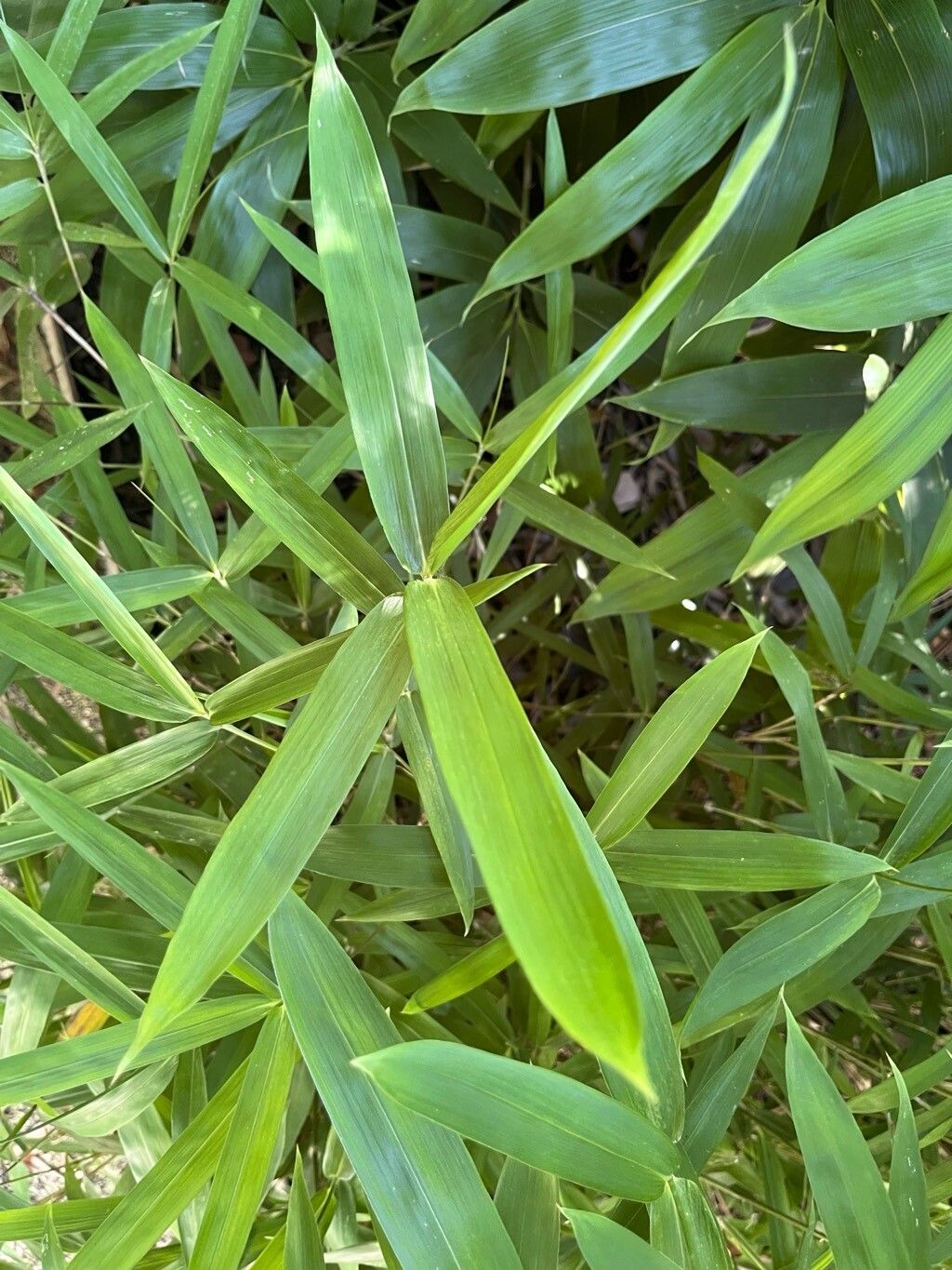 Pleioblastus distichus — related species from the same genus