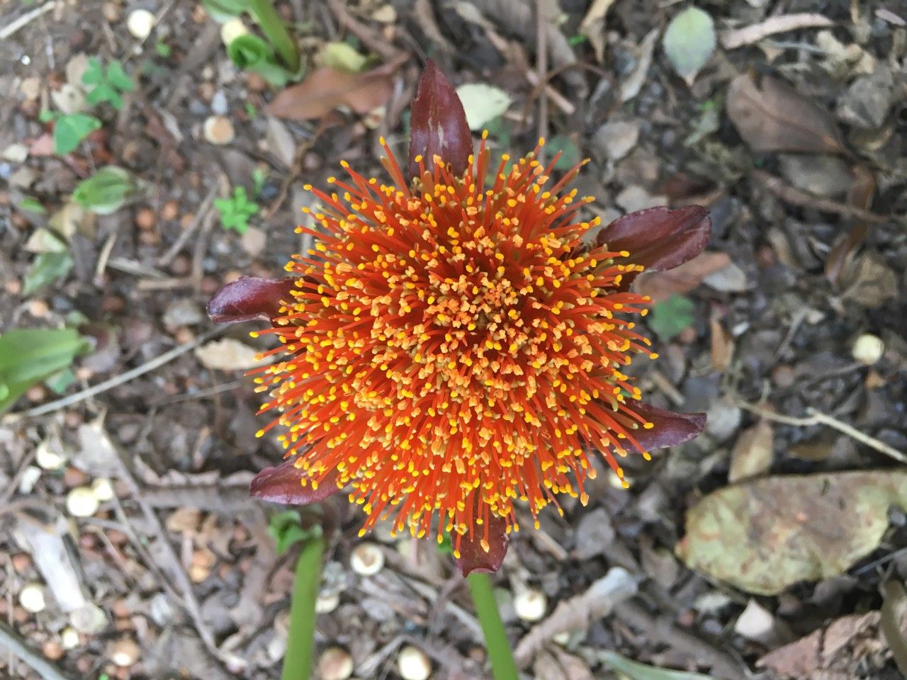 Scadoxus puniceus — search result for 'Sudan'