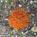 Scadoxus puniceus