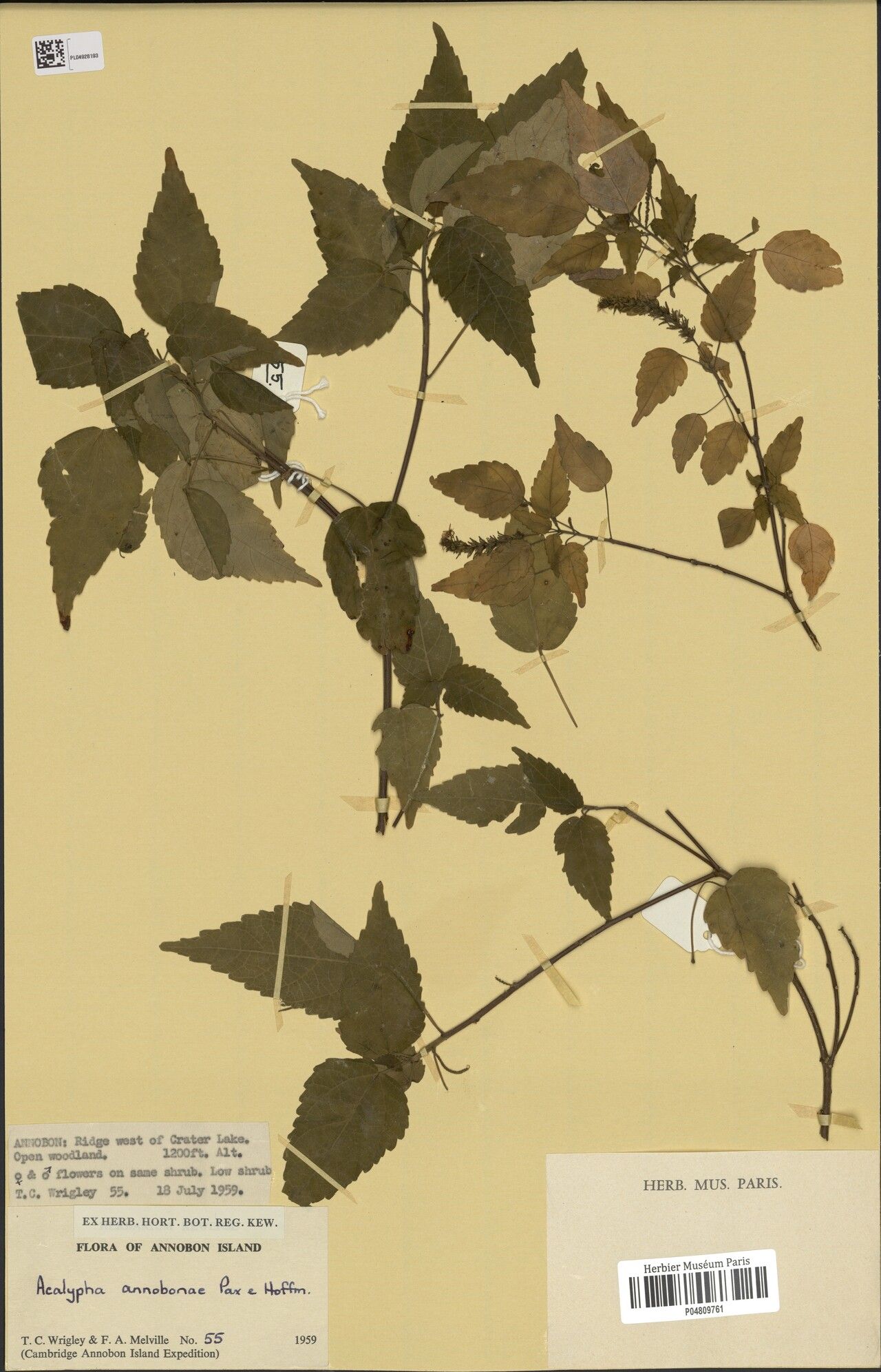 Acalypha annobonae — houseplant care guide