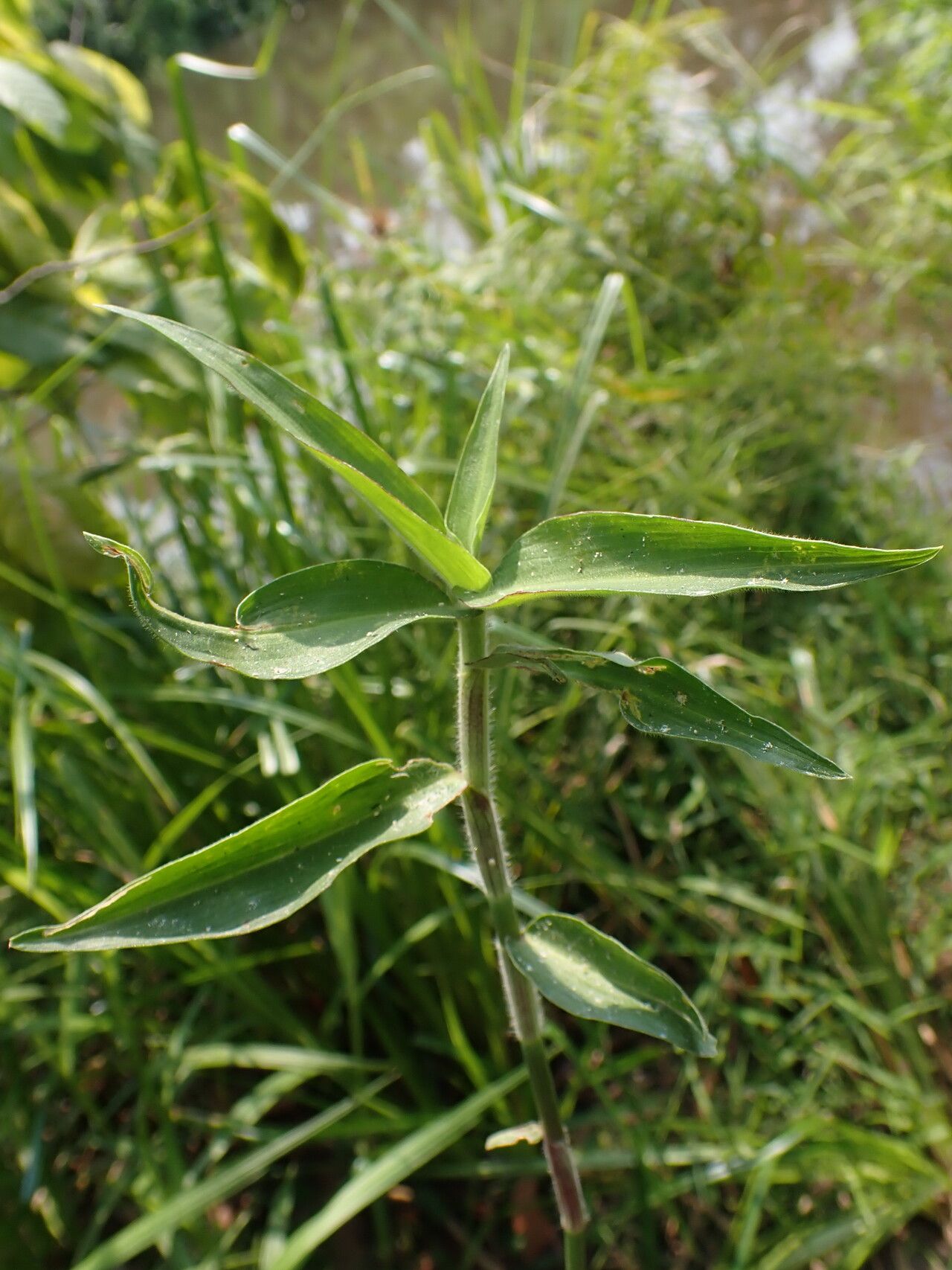Commelina acutispatha