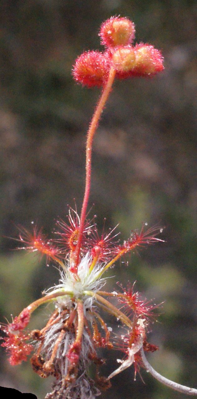 Drosera barbigera habit