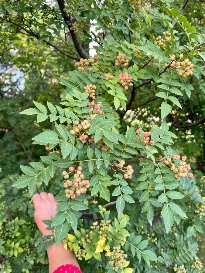 Zanthoxylum schinifolium fruit