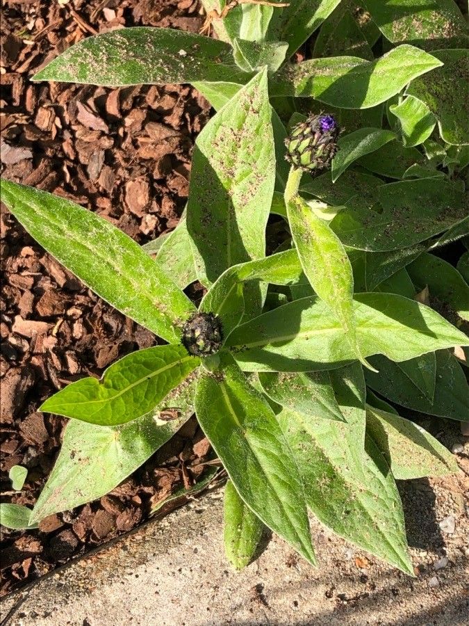 Cyanus triumfettii leaf