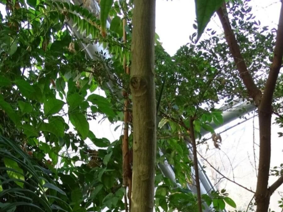 Pouteria sapota bark