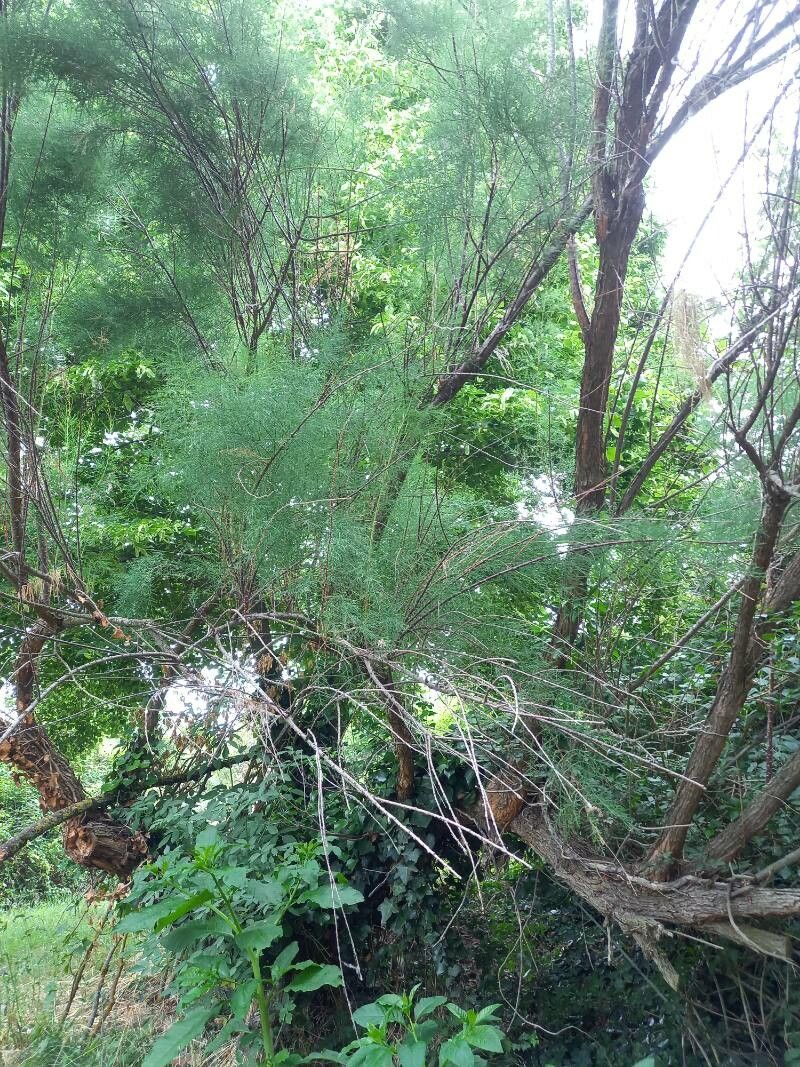 Baccharis angustifolia