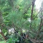 Baccharis angustifolia