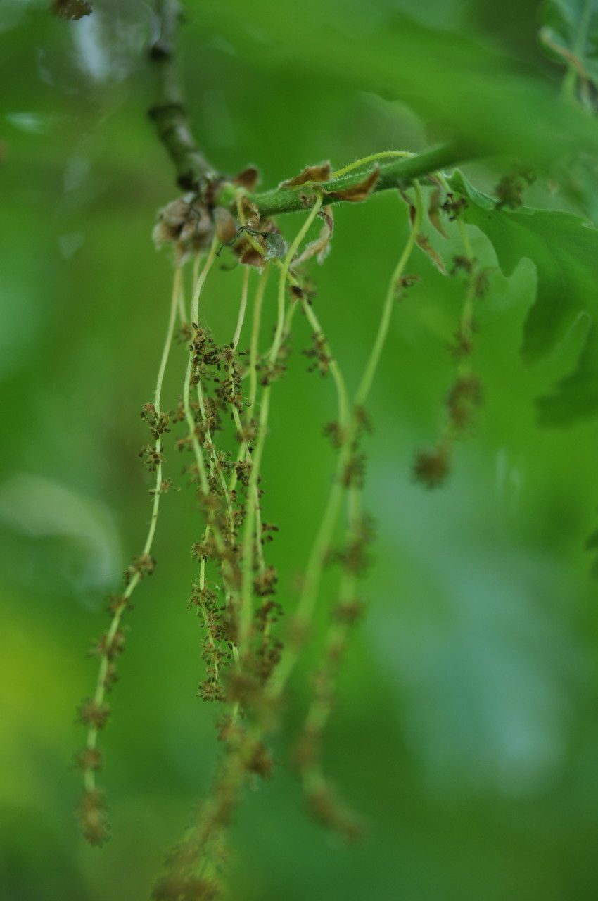 Quercus frainetto flower