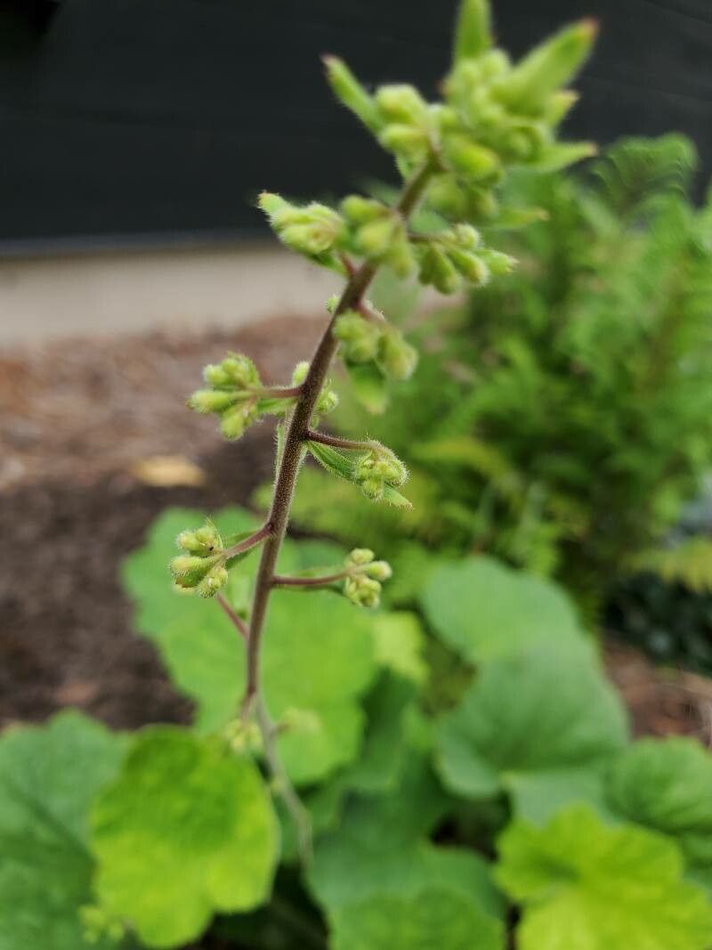 Heuchera villosa fruit
