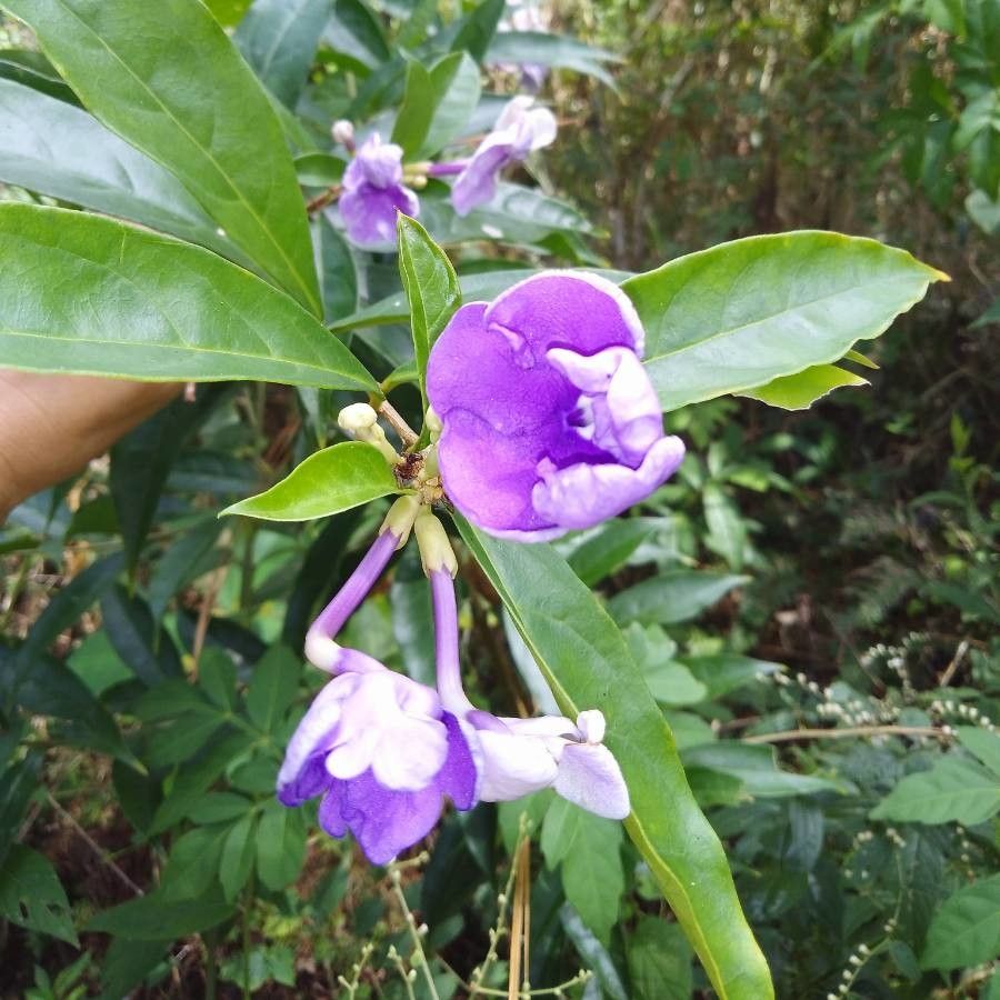 Brunfelsia grandiflora flower