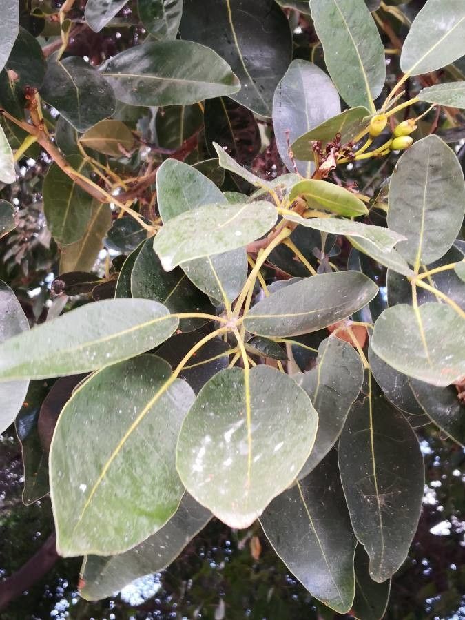 Tabebuia pallida leaf