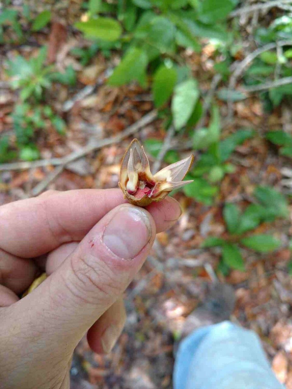Xylopia ochrantha flower