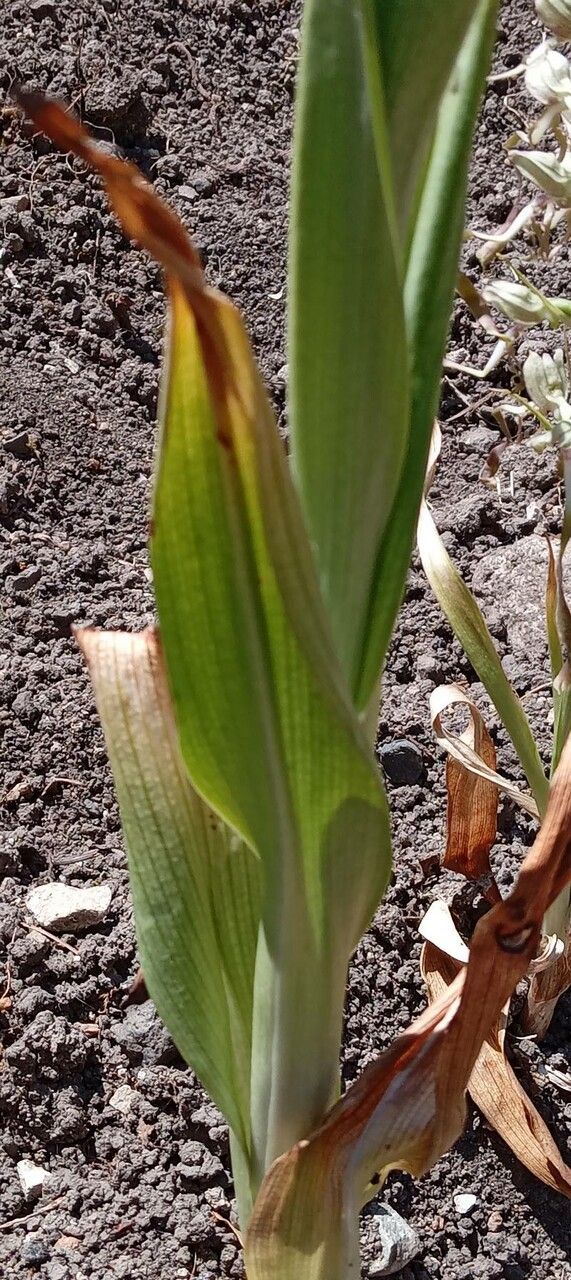 Himantoglossum hircinum leaf