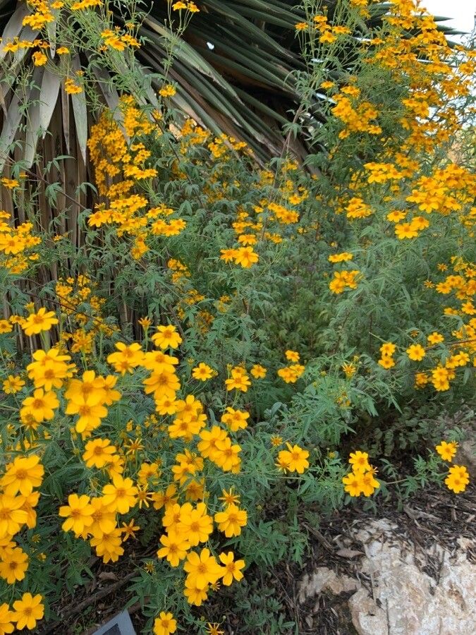 Tagetes lemmonii habit