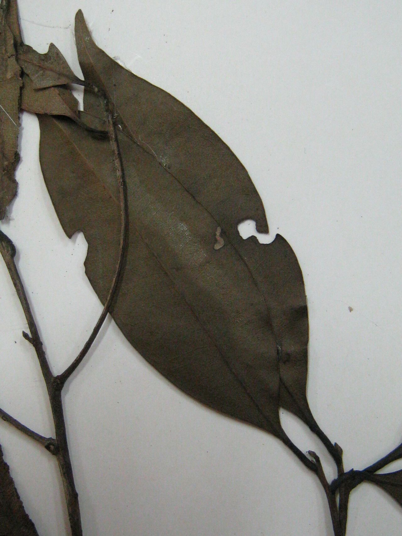 Ocotea fasciculata other