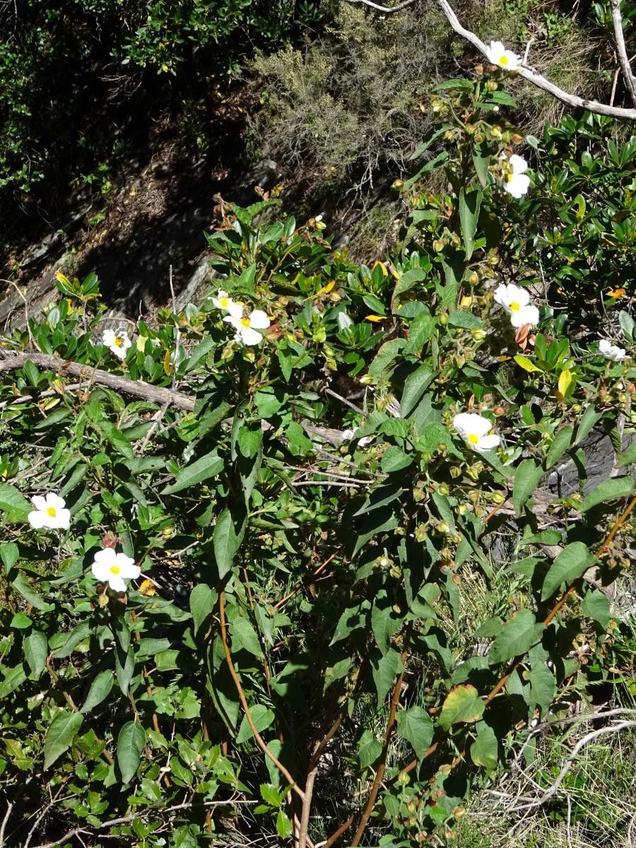 Cistus x hybridus flower