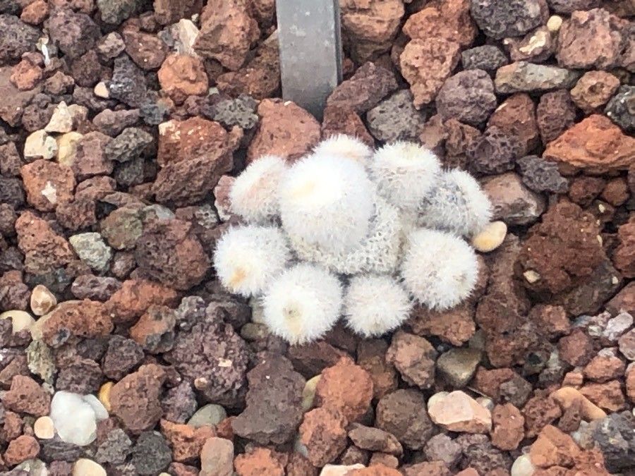 Mammillaria albilanata
