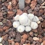 Mammillaria albilanata