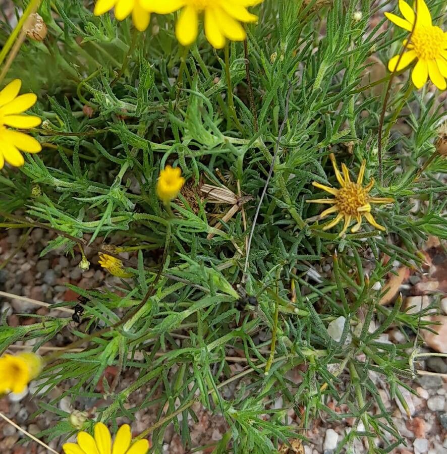 Senecio pinnatus — houseplant care guide