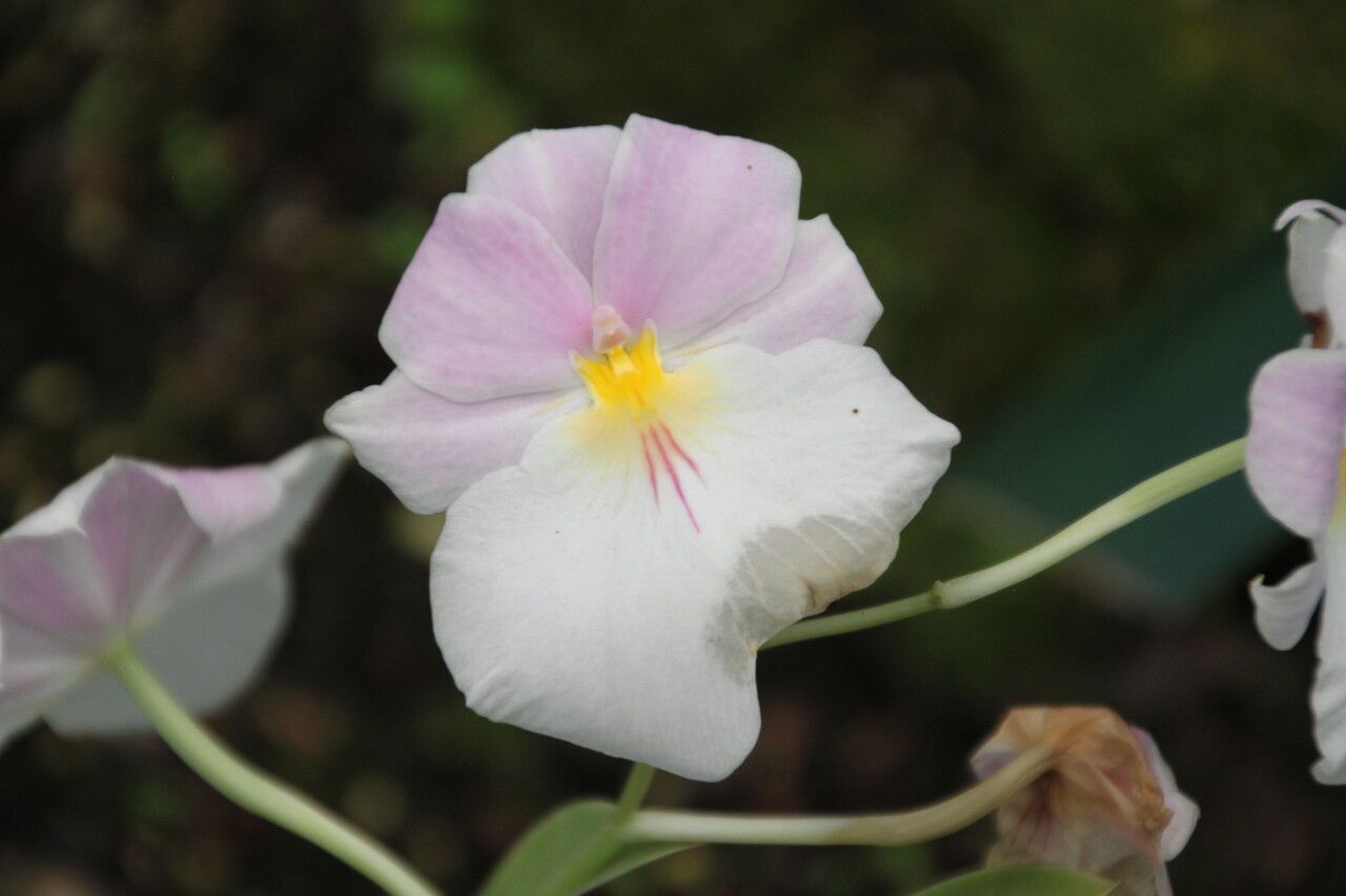 Miltoniopsis phalaenopsis flower
