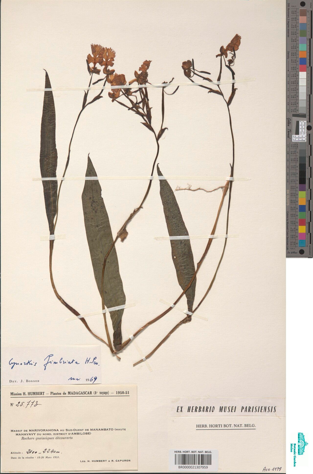 Cynorkis fimbriata — houseplant care guide