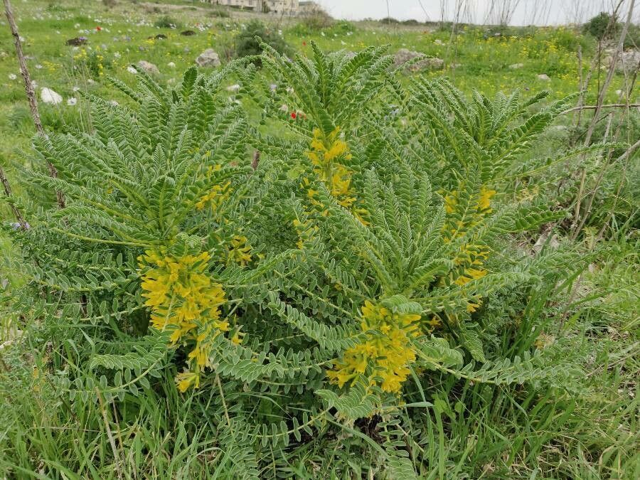 Astragalus exscapus habit