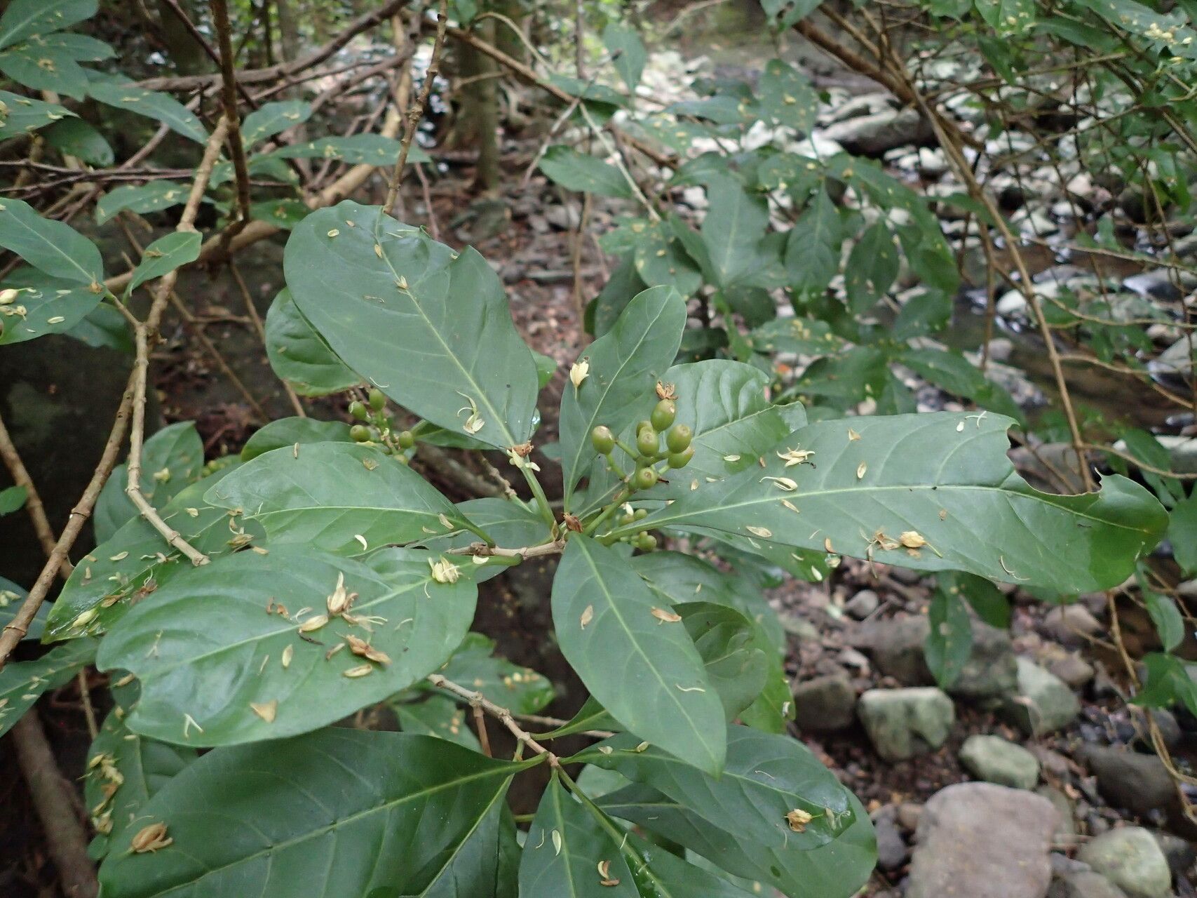 Psychotria microdon other