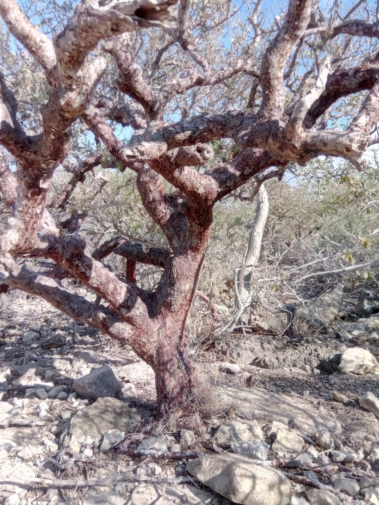 Commiphora monstruosa bark