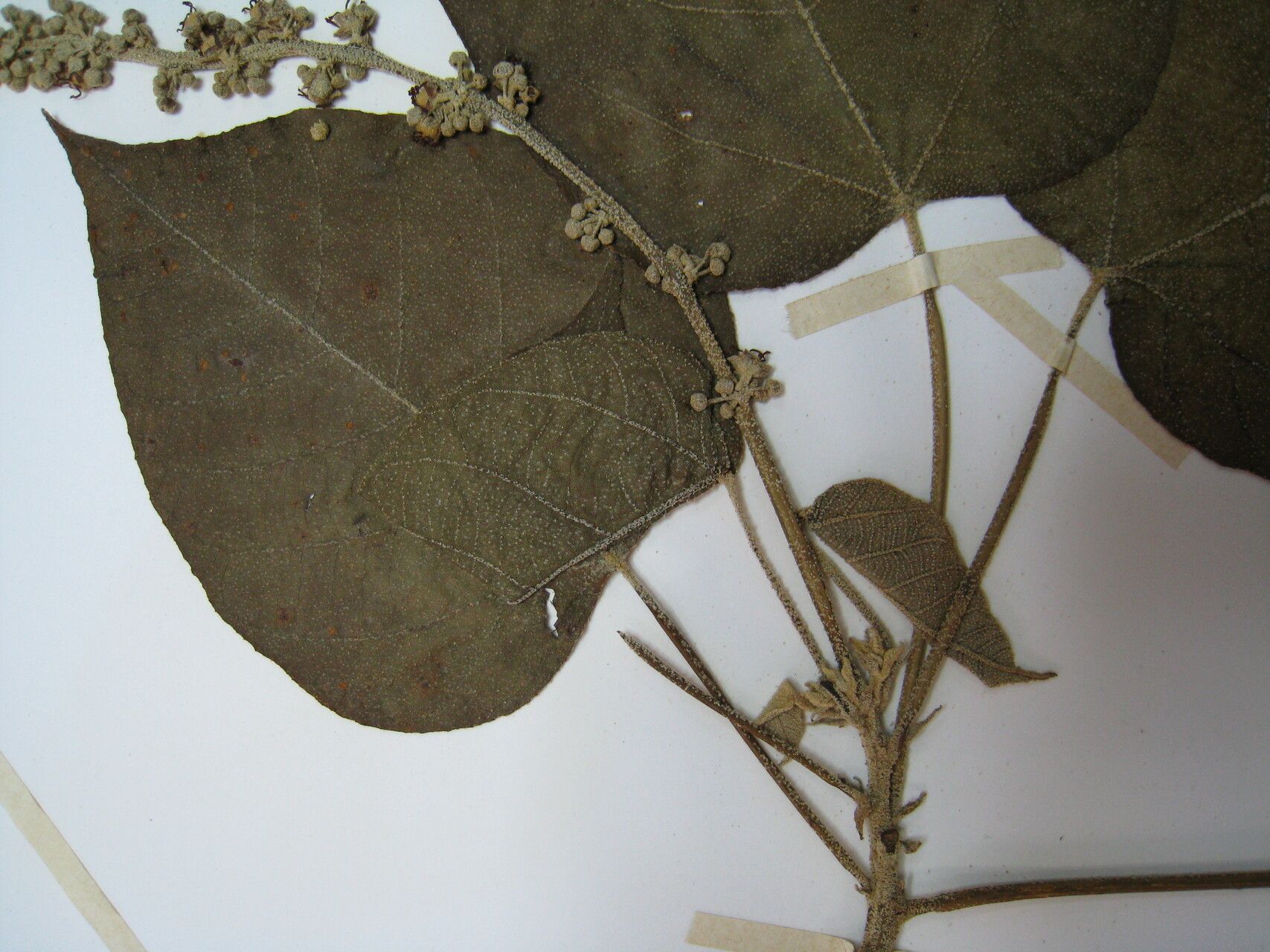 Croton draconoides other