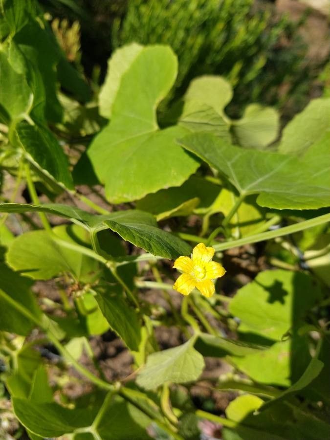 Luffa operculata flower
