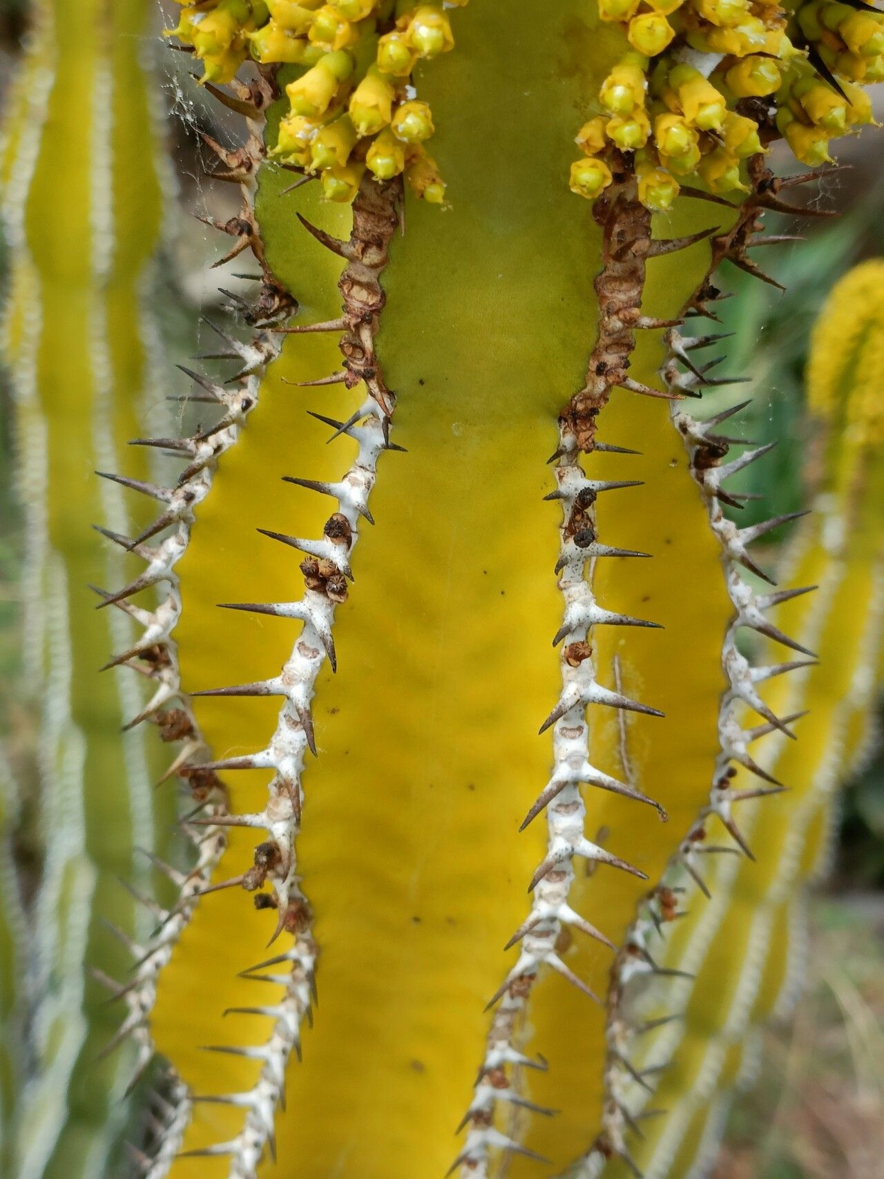 Euphorbia volkmanniae bark