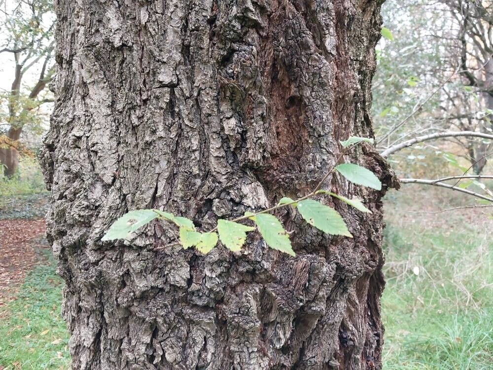 Ulmus procera bark