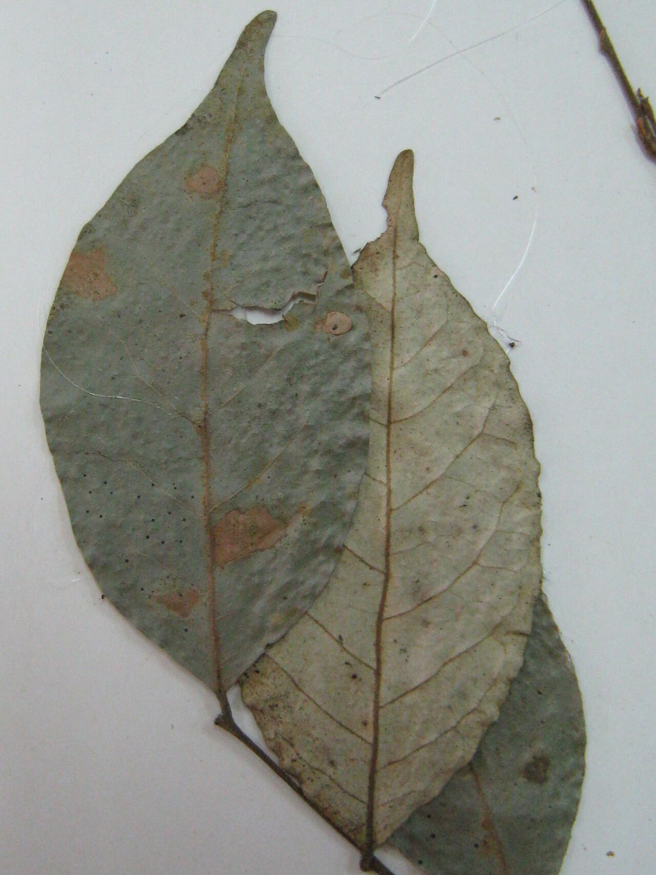 Licania leptostachya — houseplant care guide