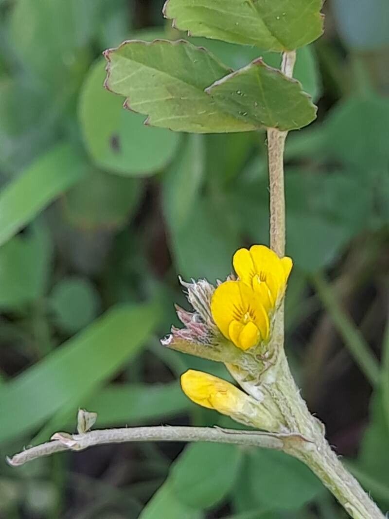 Medicago monantha flower