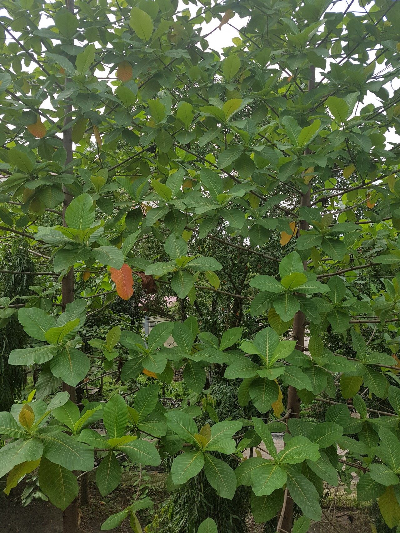 Neolamarckia macrophylla other