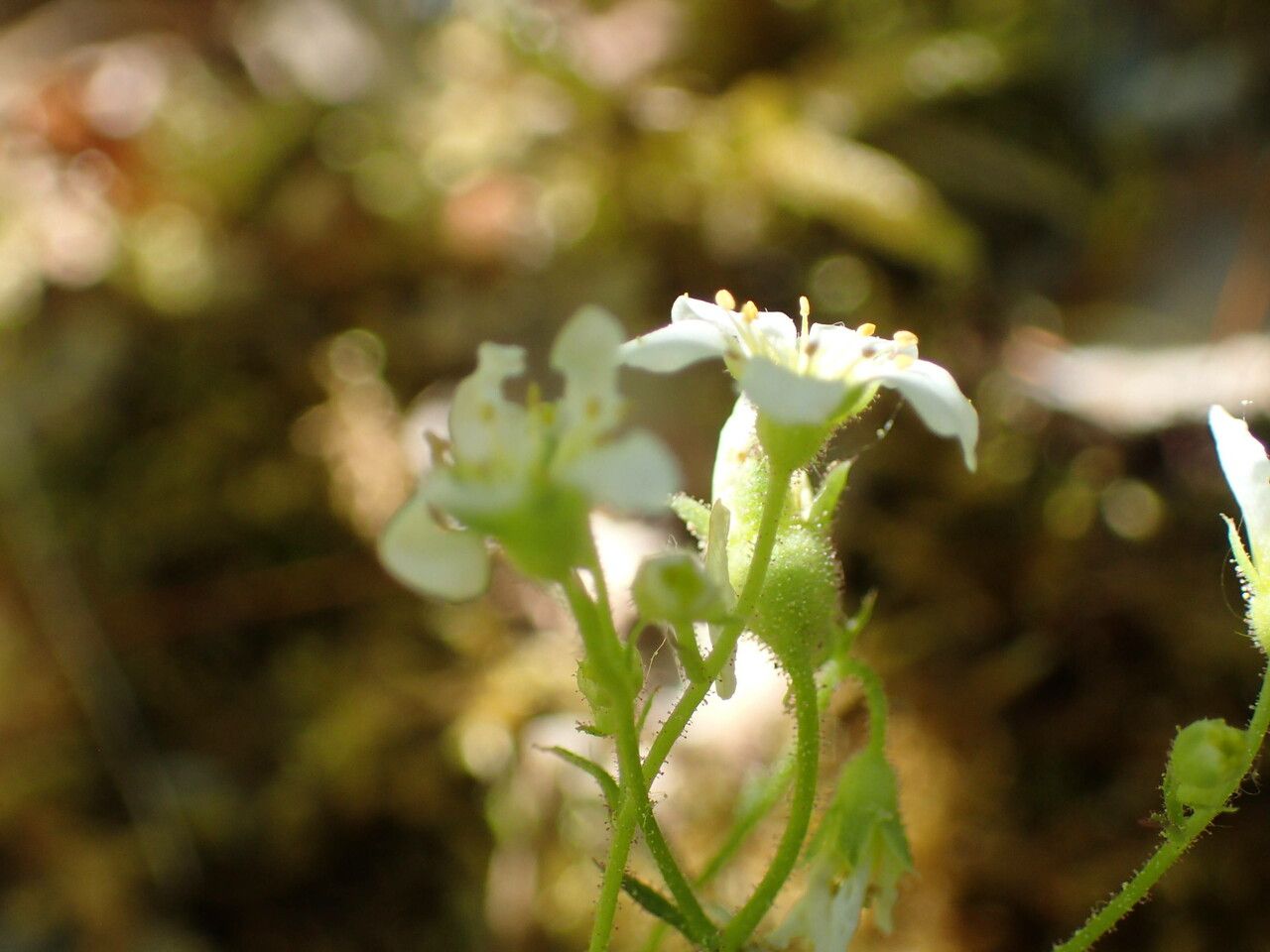 Saxifraga fragosoi flower