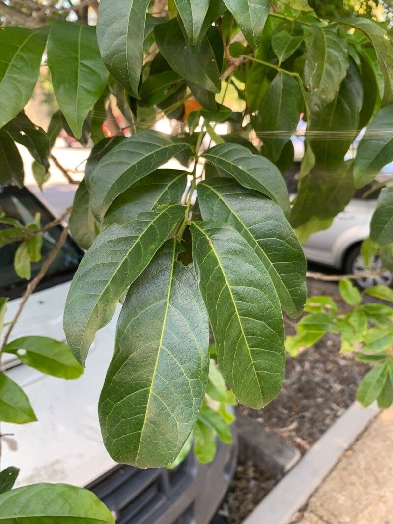 Harpullia pendula leaf